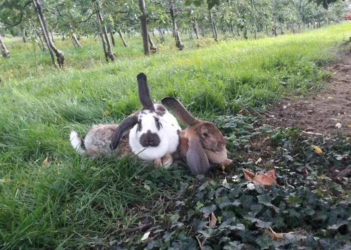 Ingrid Διαμέρισμα